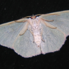 Prasinocyma semicrocea at Sheldon, QLD - suppressed