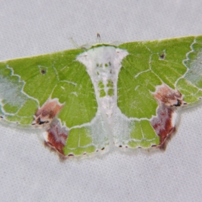 Protuliocnemis partita (A Geometer moth (Geometrinae)) at Sheldon, QLD - 5 Jan 2008 by PJH123