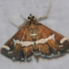 Spoladea recurvalis (Beet Webworm) at Sheldon, QLD - 6 Jan 2008 by PJH123