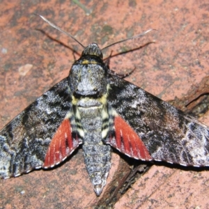 Tetrachroa edwardsi ( at Sheldon, QLD - 5 Jan 2008