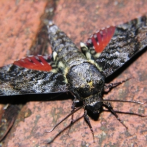 Tetrachroa edwardsi ( at Sheldon, QLD - 5 Jan 2008