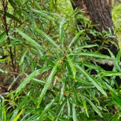 Lomatia myricoides (River Lomatia) at Forbes Creek, NSW - 16 Jan 2024 by Csteele4