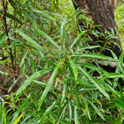 Lomatia myricoides (River Lomatia) at Forbes Creek, NSW - 16 Jan 2024 by Csteele4