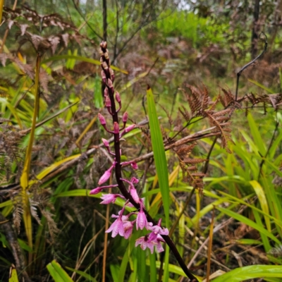 Dipodium roseum (Rosy Hyacinth Orchid) at Forbes Creek, NSW - 16 Jan 2024 by Csteele4