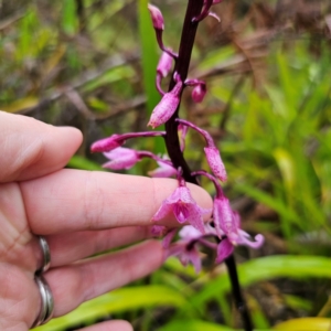 Dipodium roseum at QPRC LGA - suppressed