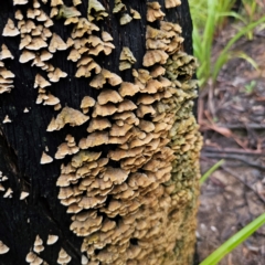 Stereum hirsutum (Hairy Curtain Crust) at Tallaganda National Park - 16 Jan 2024 by Csteele4