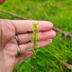 Microtis parviflora (Slender Onion Orchid) at QPRC LGA - 16 Jan 2024 by Csteele4