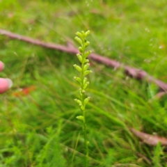 Microtis parviflora at QPRC LGA - 16 Jan 2024