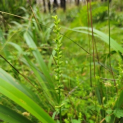 Microtis parviflora (Slender Onion Orchid) at Palerang, NSW - 16 Jan 2024 by Csteele4