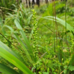 Microtis parviflora (Slender Onion Orchid) at Tallaganda National Park - 16 Jan 2024 by Csteele4