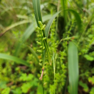 Microtis parviflora at QPRC LGA - 16 Jan 2024