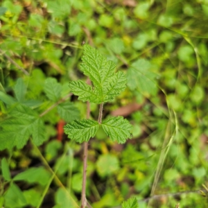 Rubus parvifolius at QPRC LGA - 16 Jan 2024 04:14 PM