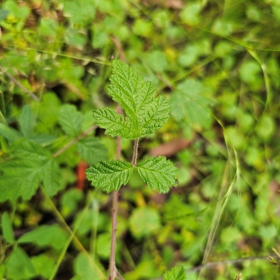 Rubus parvifolius (Native Raspberry) at Tallaganda National Park - 16 Jan 2024 by Csteele4