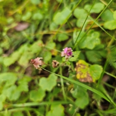 Rubus parvifolius at QPRC LGA - 16 Jan 2024