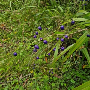 Dianella tasmanica at Tallaganda National Park - 16 Jan 2024