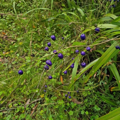 Dianella tasmanica (Tasman Flax Lily) at Palerang, NSW - 16 Jan 2024 by Csteele4