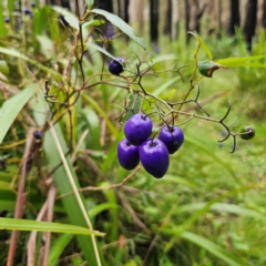 Dianella tasmanica at Tallaganda National Park - 16 Jan 2024 03:57 PM