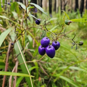 Dianella tasmanica at Tallaganda National Park - 16 Jan 2024