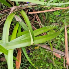 Dianella tasmanica at Tallaganda National Park - 16 Jan 2024 03:57 PM