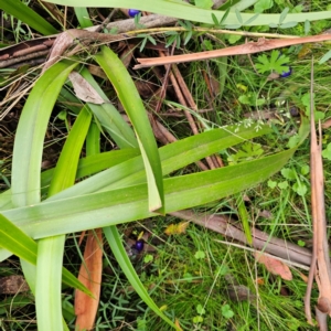 Dianella tasmanica at Tallaganda National Park - 16 Jan 2024 03:57 PM