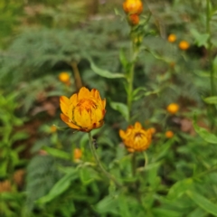 Xerochrysum bracteatum (Golden Everlasting) at QPRC LGA - 16 Jan 2024 by Csteele4