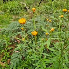 Xerochrysum bracteatum at Tallaganda National Park - 16 Jan 2024 03:52 PM