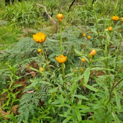 Xerochrysum bracteatum at Tallaganda National Park - 16 Jan 2024