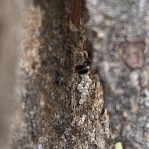 Acrodipsas myrmecophila at suppressed - 16 Jan 2024