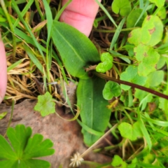 Chiloglottis sp. at Tallaganda National Park - 16 Jan 2024