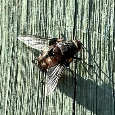 Prodiaphania sp. (genus) (A Tachinid fly) at Mount Ainslie - 10 Jan 2024 by Pirom