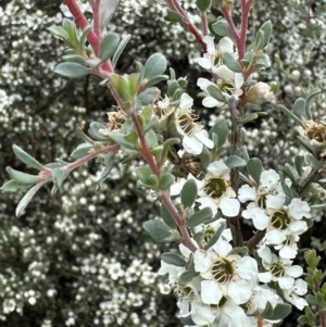 Leptospermum myrtifolium at Namadgi National Park - 7 Jan 2024