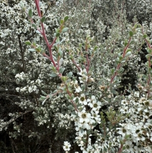 Leptospermum myrtifolium at Namadgi National Park - 7 Jan 2024