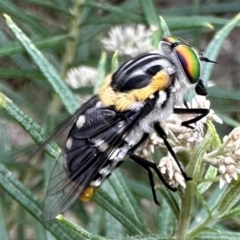 Scaptia (Scaptia) auriflua (A flower-feeding march fly) at Ainslie, ACT - 29 Dec 2023 by Pirom