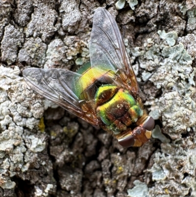 Rutilia sp. (genus) (A Rutilia bristle fly, subgenus unknown) at Corroboree Park - 14 Jan 2024 by Pirom