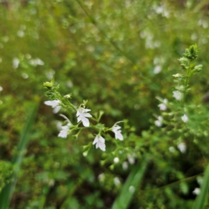 Teucrium corymbosum at QPRC LGA - 16 Jan 2024 05:50 PM