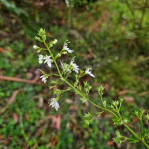 Teucrium corymbosum at QPRC LGA - 16 Jan 2024 05:50 PM