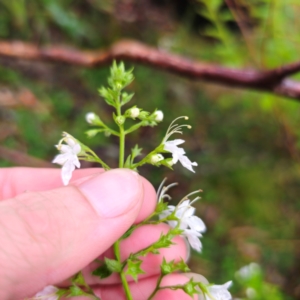 Teucrium corymbosum at QPRC LGA - 16 Jan 2024 05:50 PM