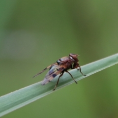 Lamprogaster sp. (genus) (A signal fly) at Tallaganda National Park - 16 Jan 2024 by Csteele4