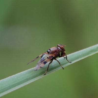 Lamprogaster sp. (genus) (A signal fly) at Palerang, NSW - 16 Jan 2024 by Csteele4