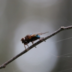 Lamprogaster sp. (genus) at QPRC LGA - 16 Jan 2024