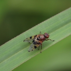 Lamprogaster sp. (genus) at QPRC LGA - 16 Jan 2024