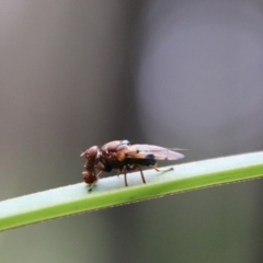 Lamprogaster sp. (genus) at QPRC LGA - 16 Jan 2024