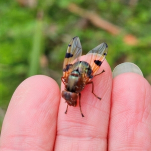 Lamprogaster sp. (genus) at QPRC LGA - 16 Jan 2024