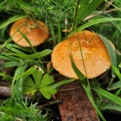 Marasmius elegans (Velvet Parachute) at Tallaganda National Park - 16 Jan 2024 by Csteele4