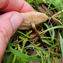 Marasmius elegans at Tallaganda National Park - 16 Jan 2024