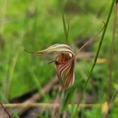 Diplodium coccinum (Scarlet Greenhood) at Tallaganda National Park - 16 Jan 2024 by Csteele4