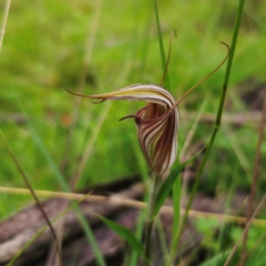 Diplodium coccinum at Tallaganda National Park - suppressed