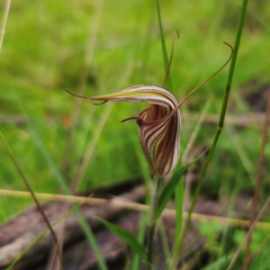 Diplodium coccinum at Tallaganda National Park - suppressed