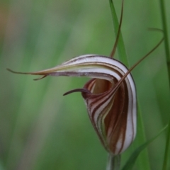 Diplodium coccinum at Tallaganda National Park - suppressed