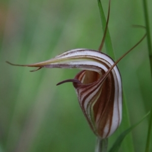 Diplodium coccinum at Tallaganda National Park - suppressed